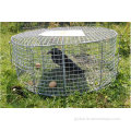 Bird Traps Cage Pest Birds Traps Wire Live Bird Traps Cage Pest Birds Traps Factory